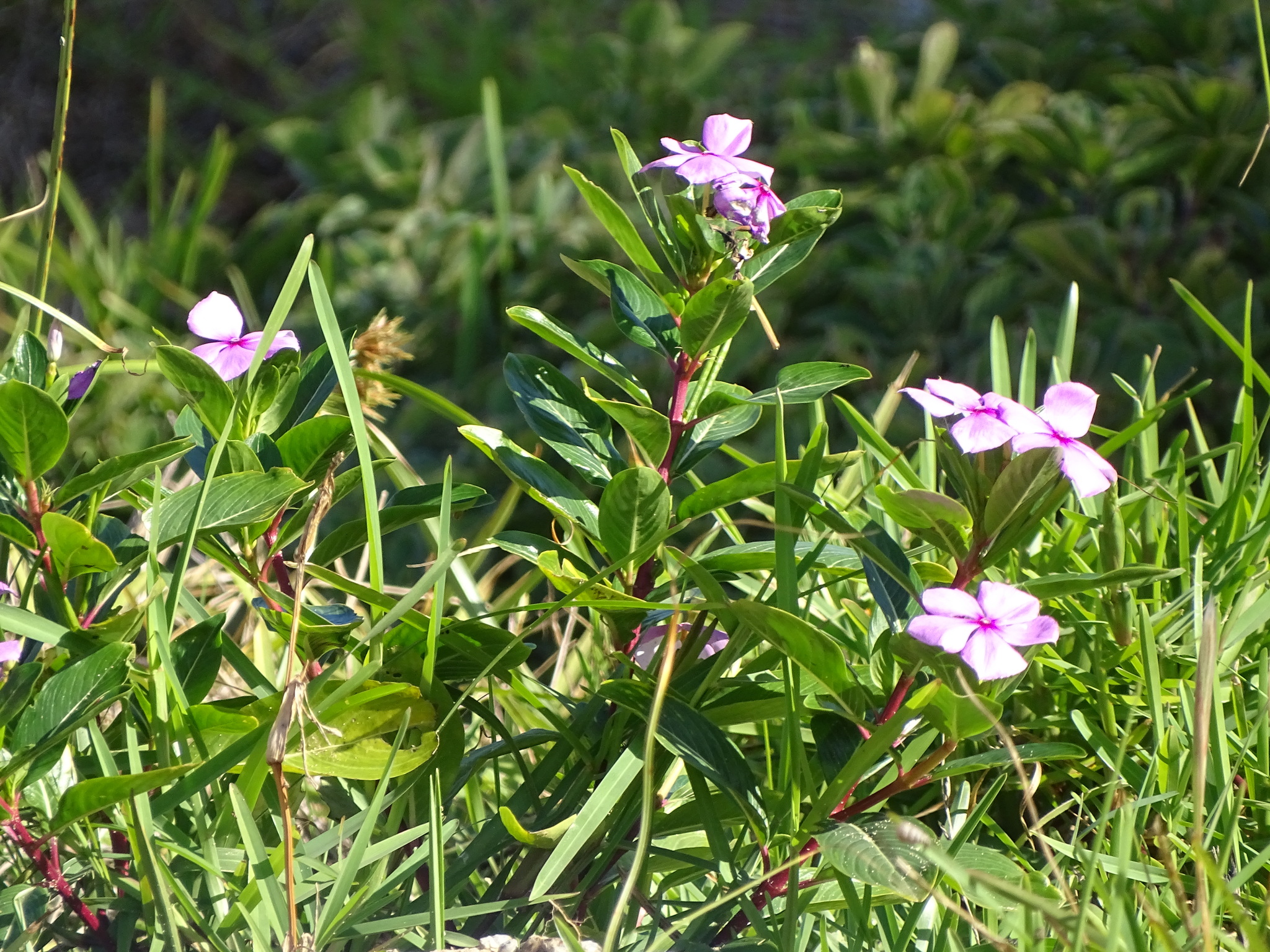 Madagascar Periwinkle (Catharanthus roseus)