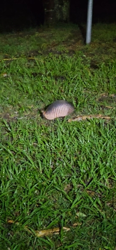 Tatu-galinha observed by celsobio