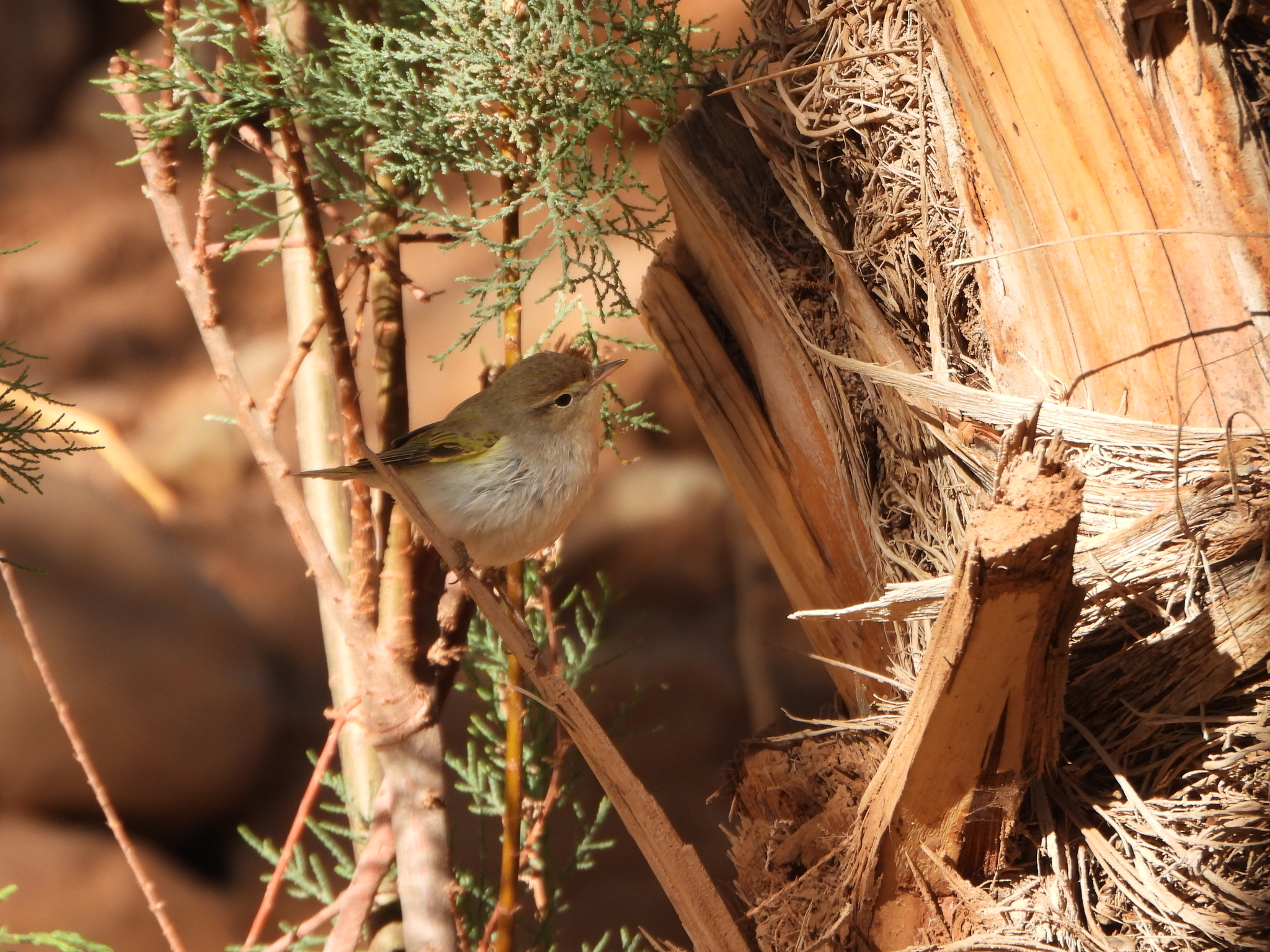 Western Bonelli's Warbler (Phylloscopus bonelli), photo 4