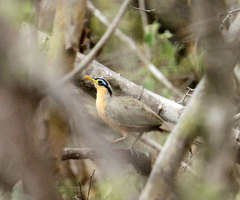 Morococcyx erythropygus