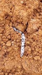 Amphisbaena fuliginosa