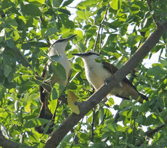 Campylorhynchus chiapensis