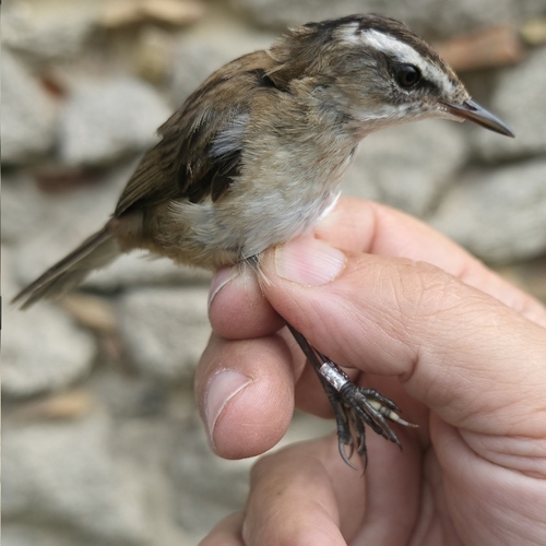 Moustached Warbler (Acrocephalus melanopogon), photo 3