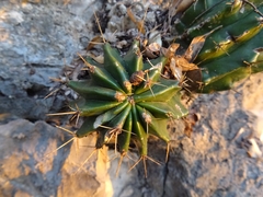 Ferocactus echidne