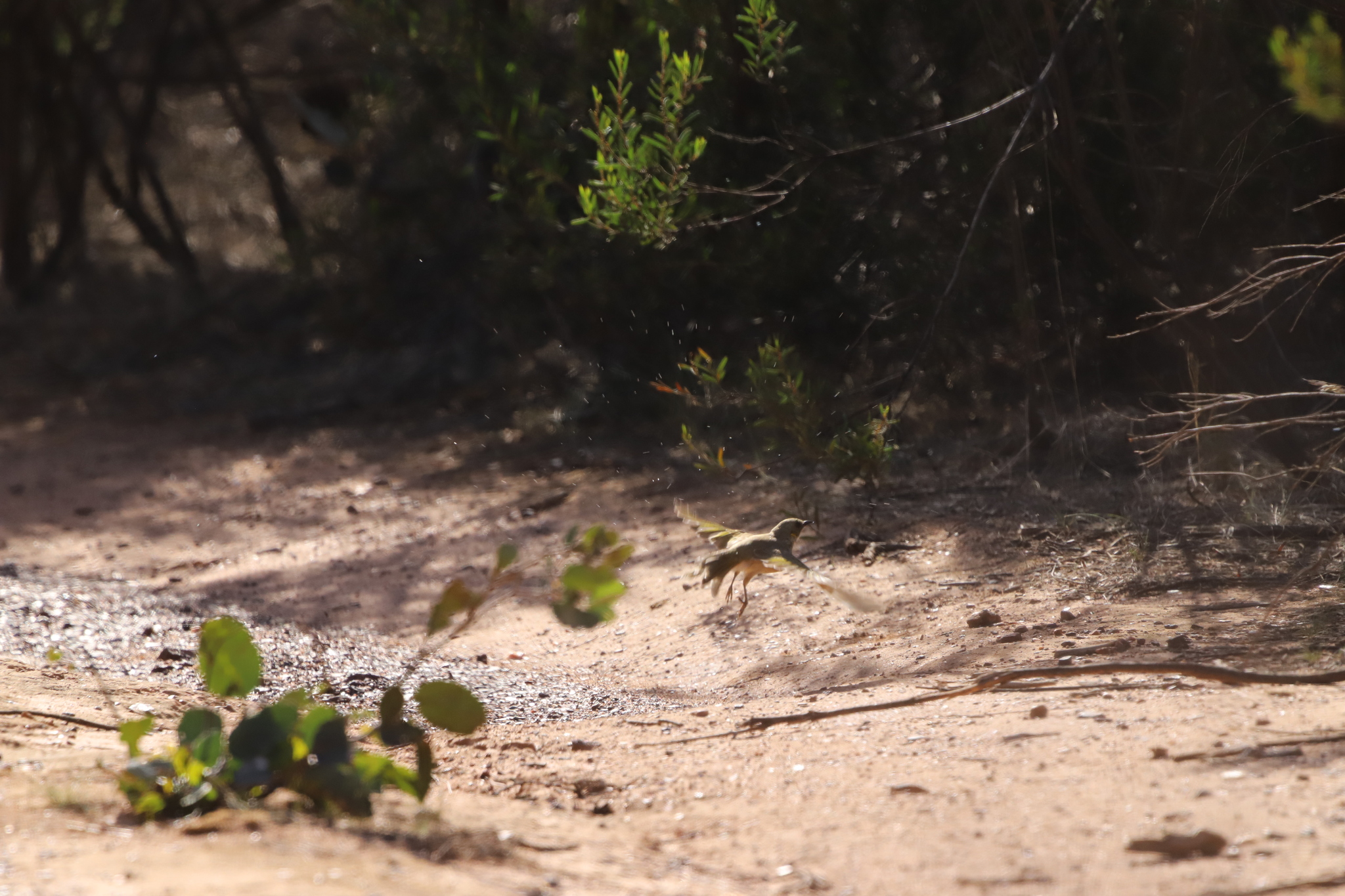 Fuscous Honeyeater (Ptilotula fusca), photo 3