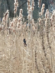 Agelaius phoeniceus