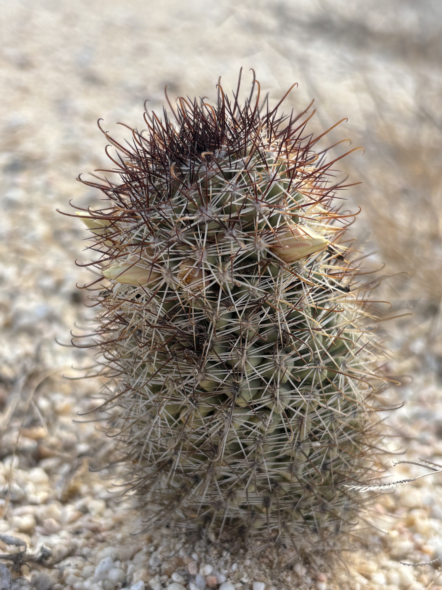Los Cabos Nipple Cactus (Cochemiea armillata)