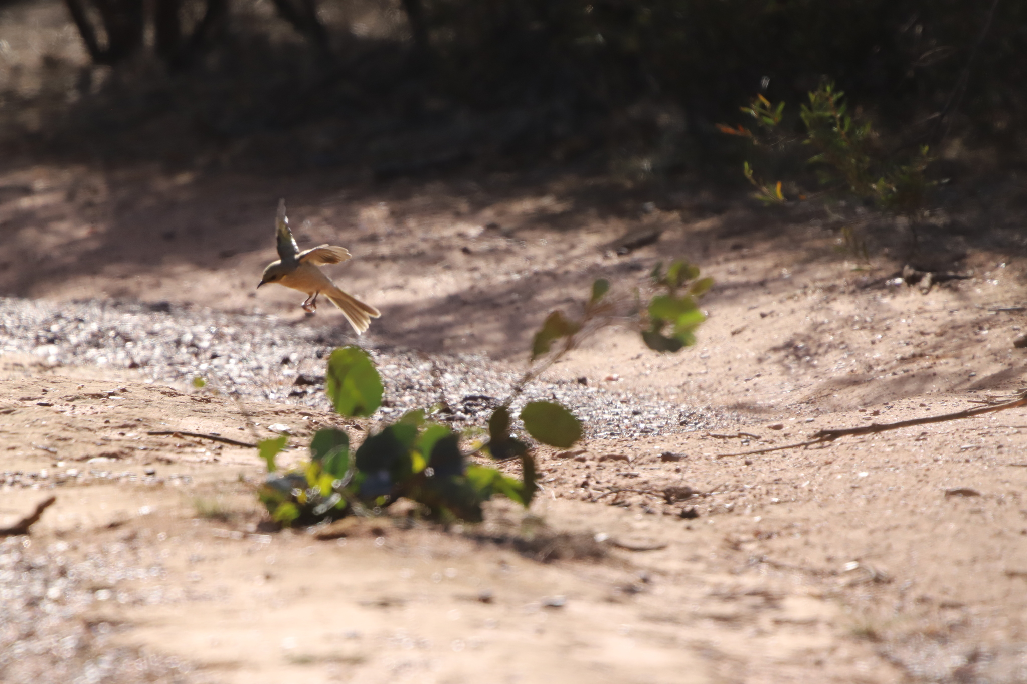 Fuscous Honeyeater (Ptilotula fusca), photo 4