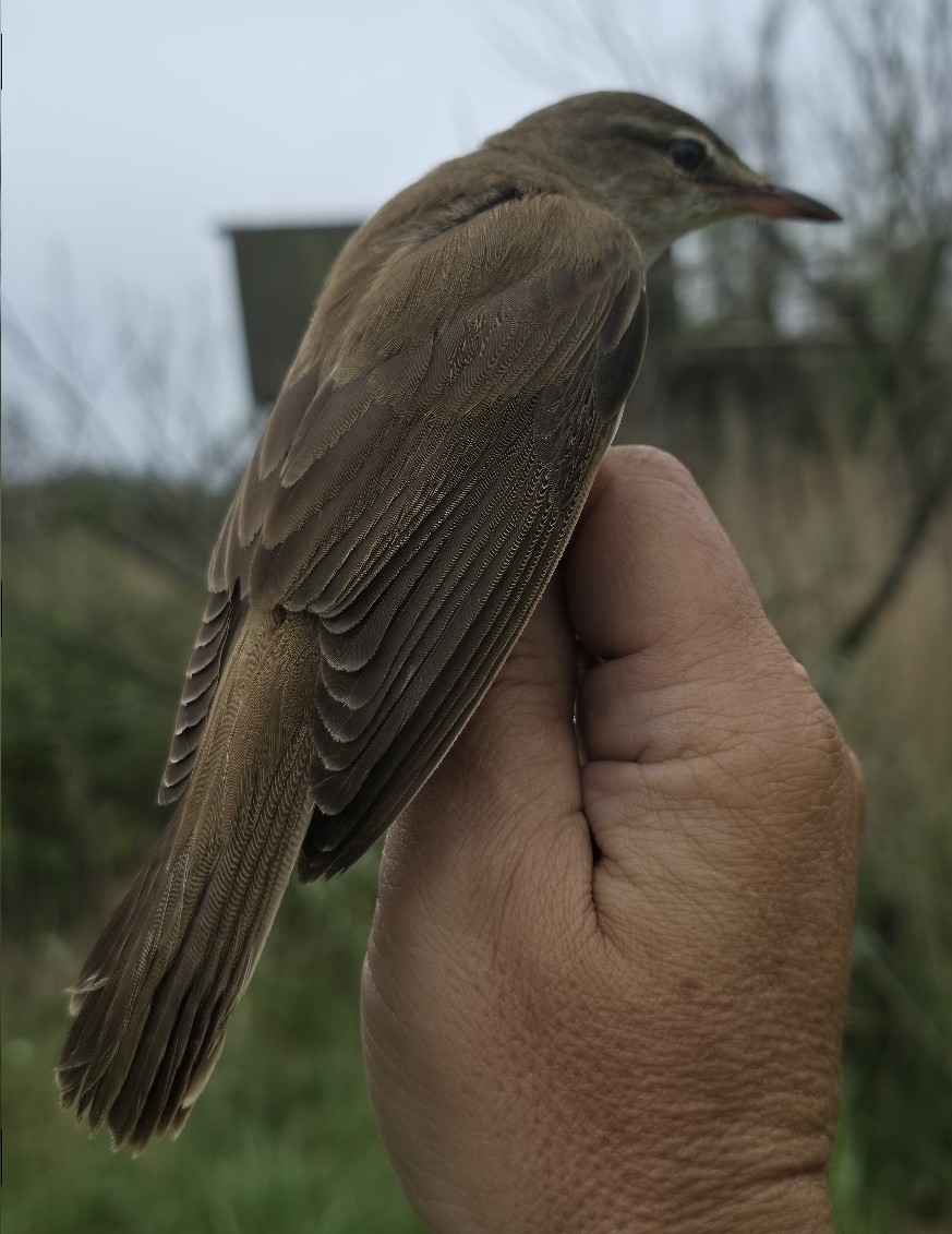 Great Reed Warbler (Acrocephalus arundinaceus), photo 1