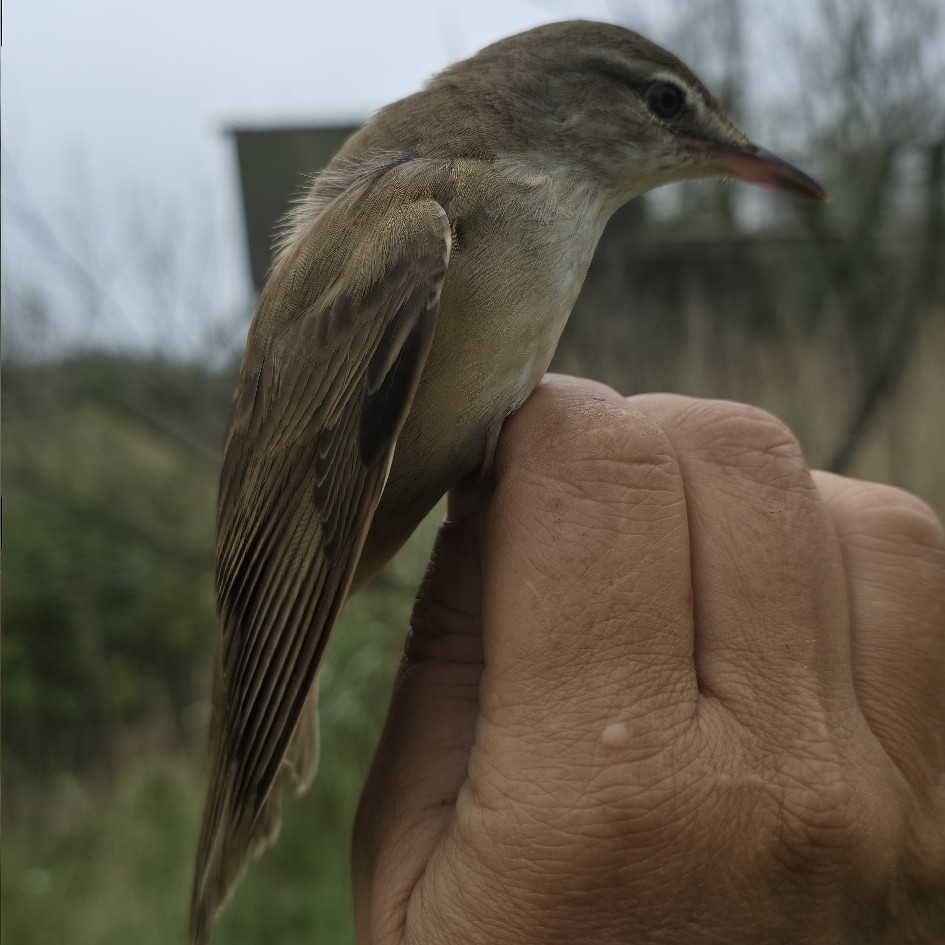 Great Reed Warbler (Acrocephalus arundinaceus), photo 2