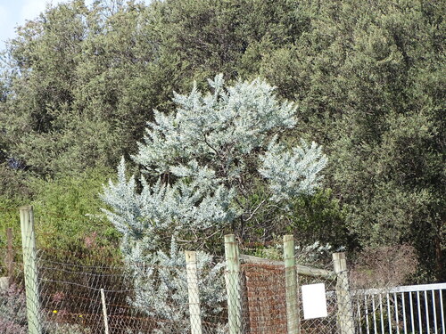 Queensland silver wattle (Acacia podalyriifolia)