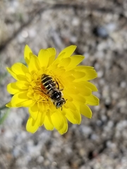 Calliopsis puellae