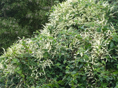 Heartleaf Madeiravine (Anredera cordifolia)