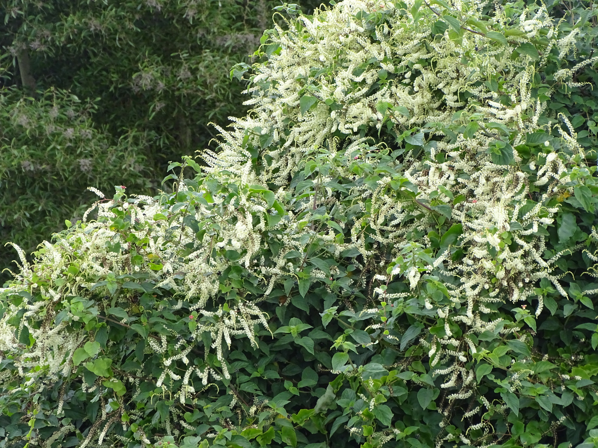 Heartleaf Madeiravine (Anredera cordifolia)