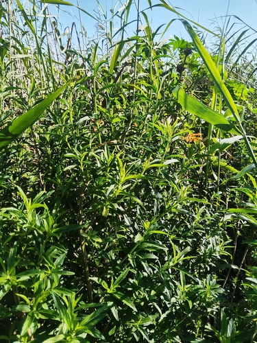 Lion's Ear (Leonotis leonurus)