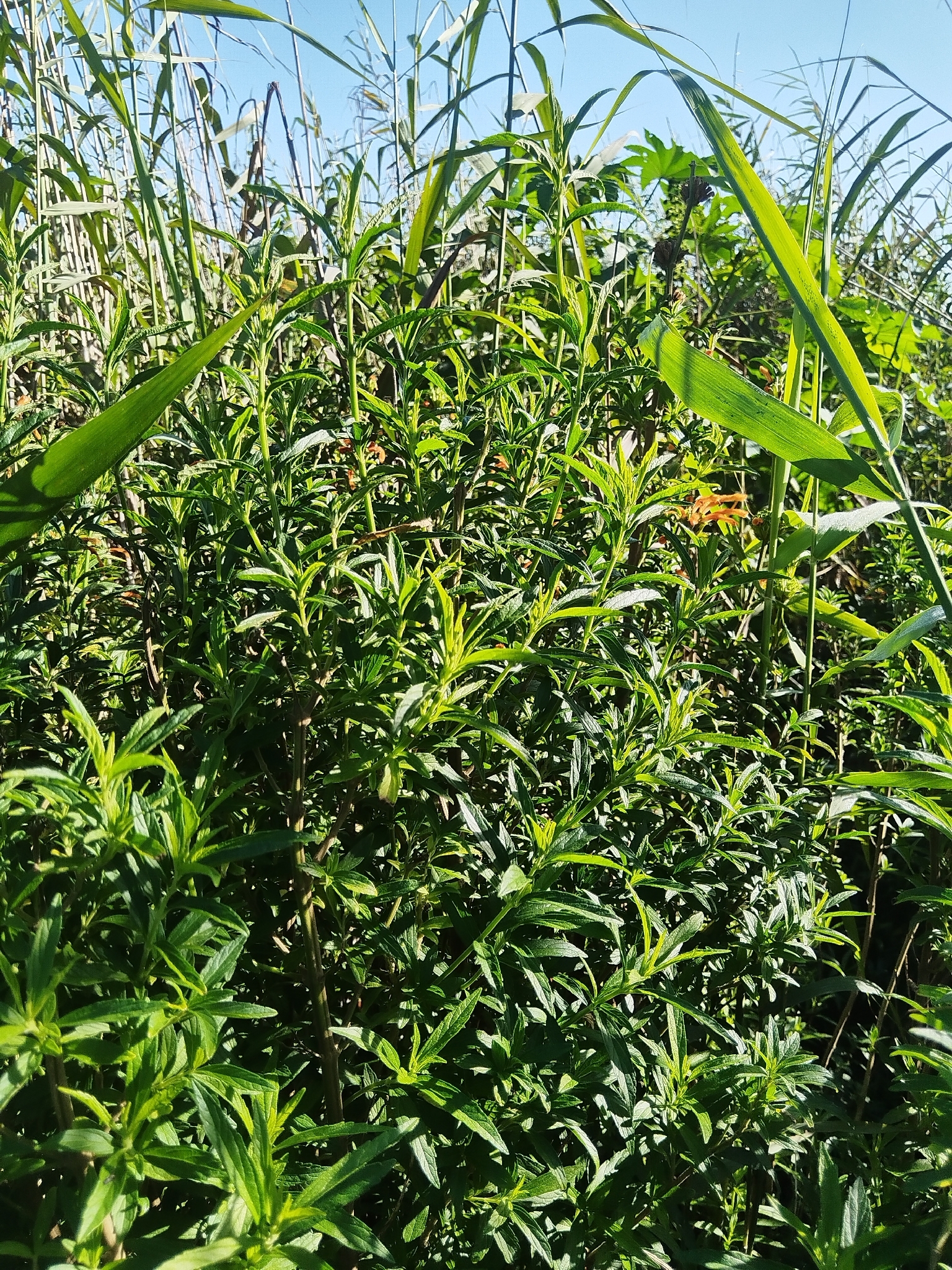 Lion's Ear (Leonotis leonurus)