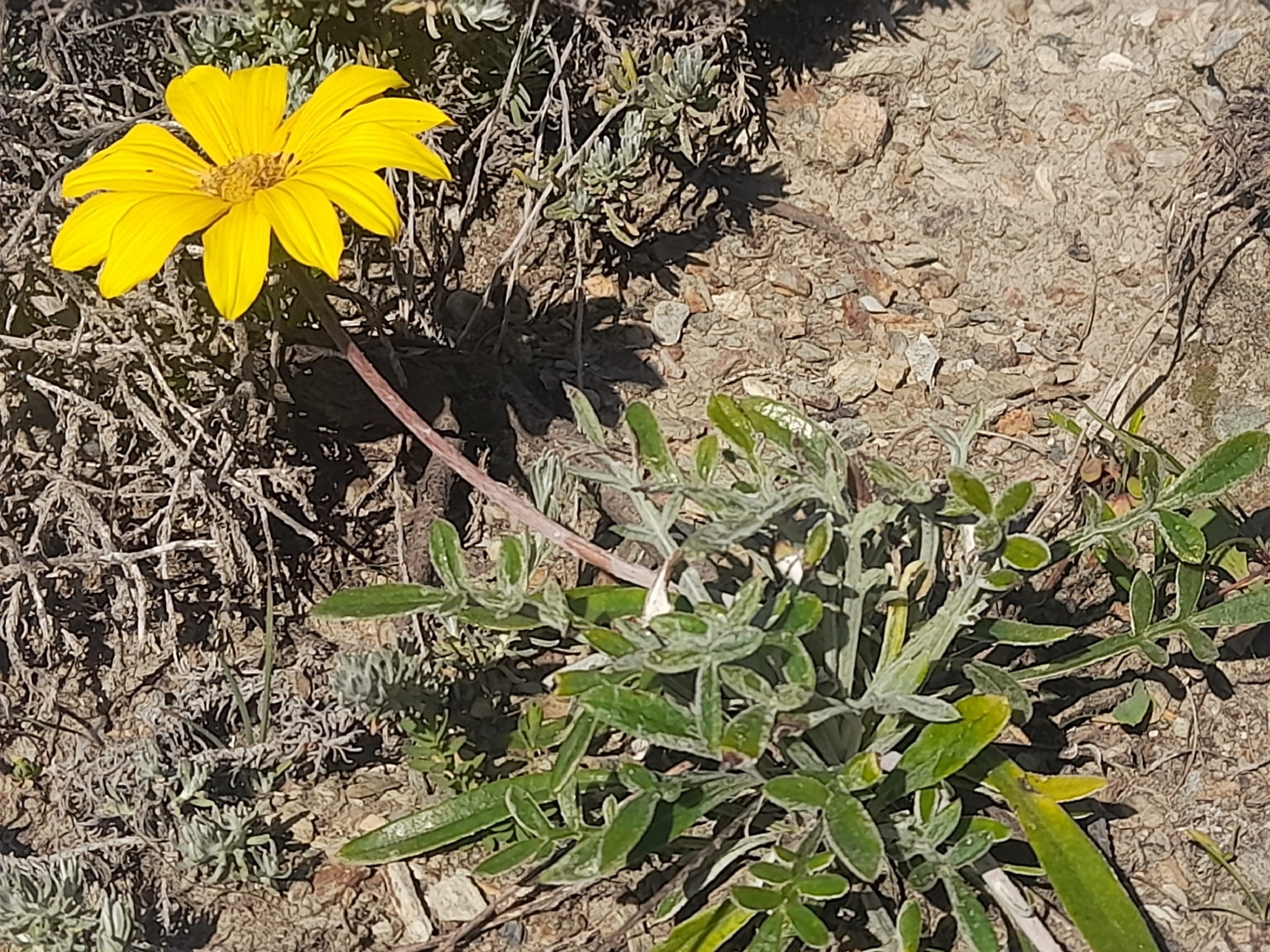 Trailing Treasureflower (Gazania rigens)