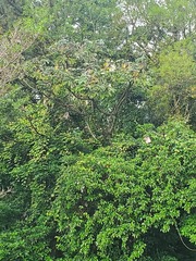 Cecropia insignis, photograph author not stated, no rights reserved