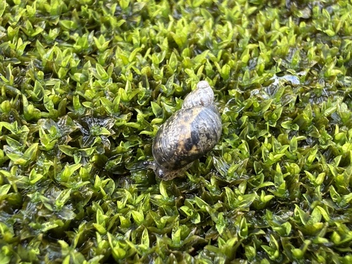 Neosuccinea lyrata observed 2026-04-06