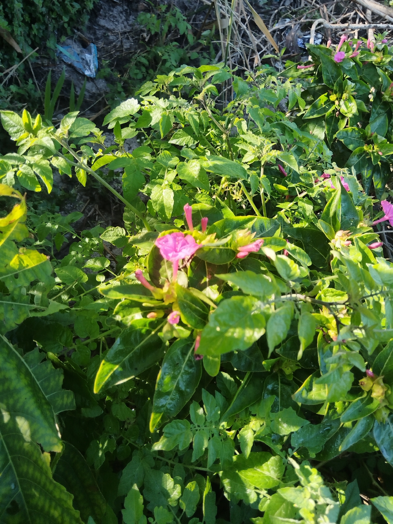 Marvel Of Peru (Mirabilis jalapa)