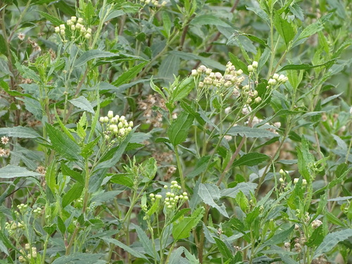 Ivy Vleiweed (Nidorella ivifolia)