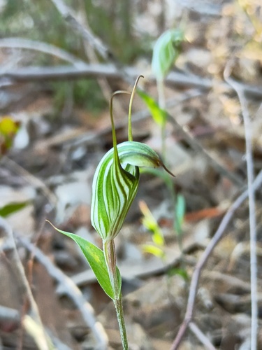 mainland striped greenhood (Pterostylis striata)