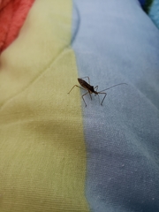 Reduviidae