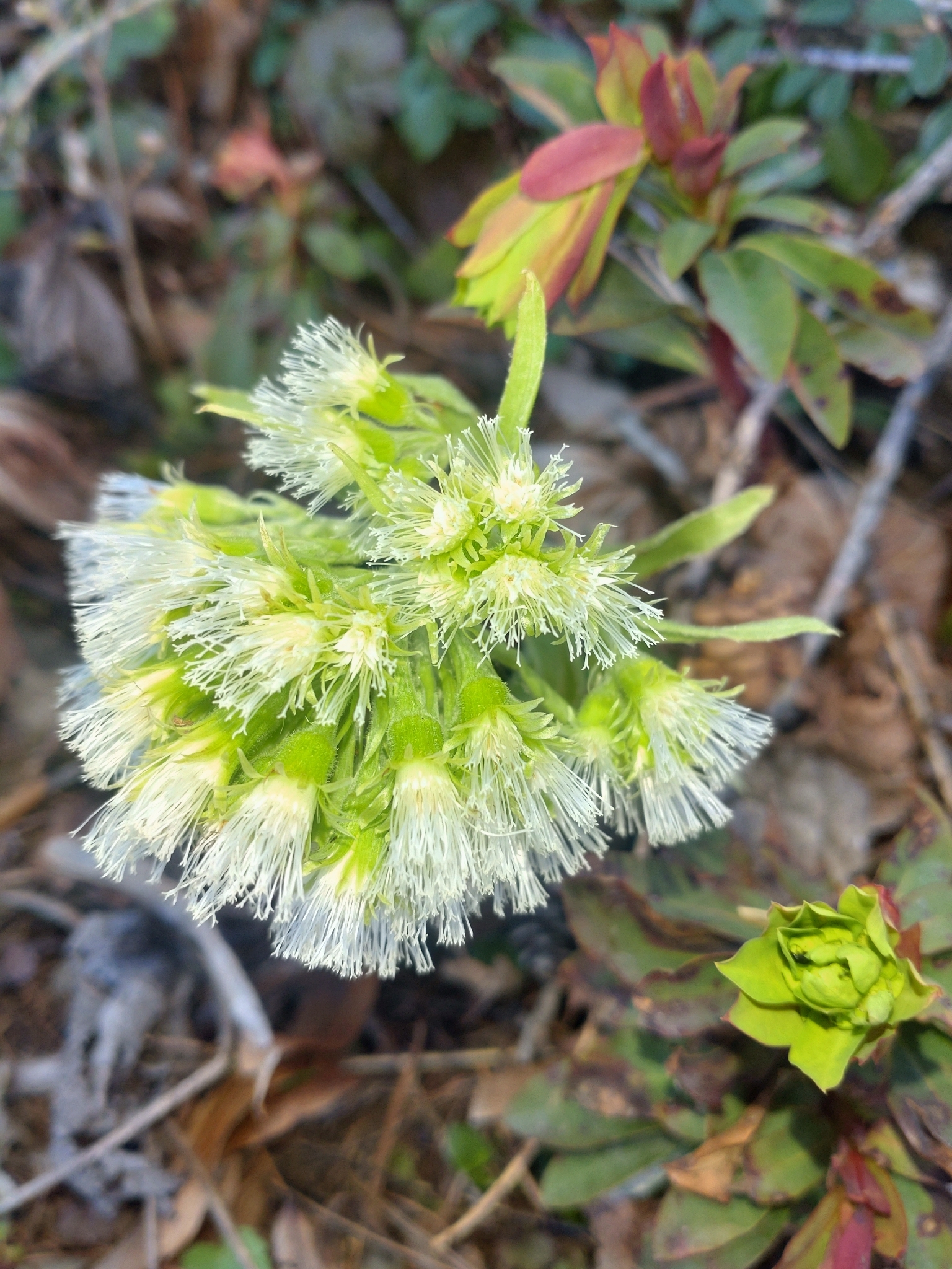 White Butterbur (Petasites albus)