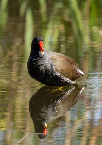 iNaturalist: (c) stevebrazil, some rights reserved (CC BY-NC) iNaturalist image