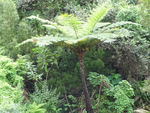 Scaly Tree Fern (Sphaeropteris cooperi)