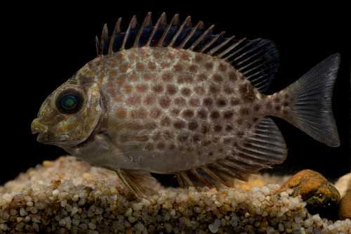Golden Rabbitfish