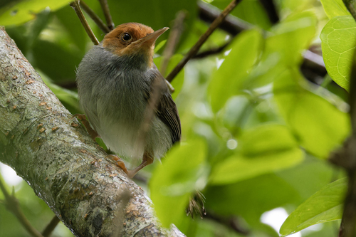 Ashy Tailorbird