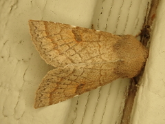 Orthosia ferrigera