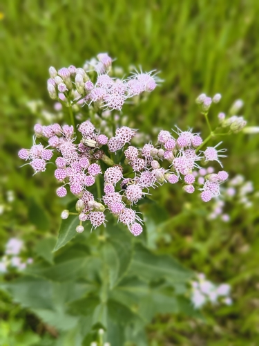 Chromolaena laevigata, photograph 4