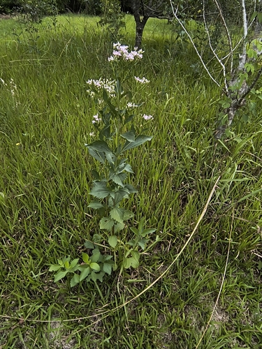 Chromolaena laevigata, photograph 5