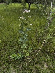 Chromolaena laevigata, photograph (c) Lorella, some rights reserved (CC BY-SA)