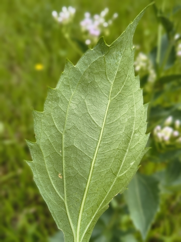 Chromolaena laevigata, photograph 6