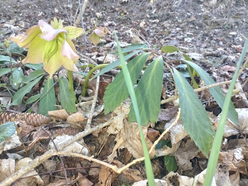Christmas-rose (Helleborus niger)