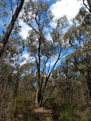 Eucalyptus polyanthemos marginalis