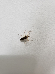 Reduviidae