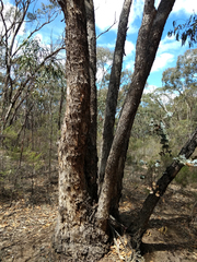 Eucalyptus polyanthemos marginalis