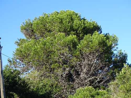 Aleppo pine (Pinus halepensis)