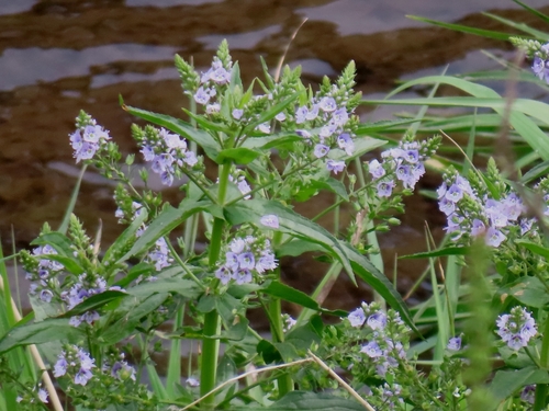 blue water-speedwell (Veronica anagallis)