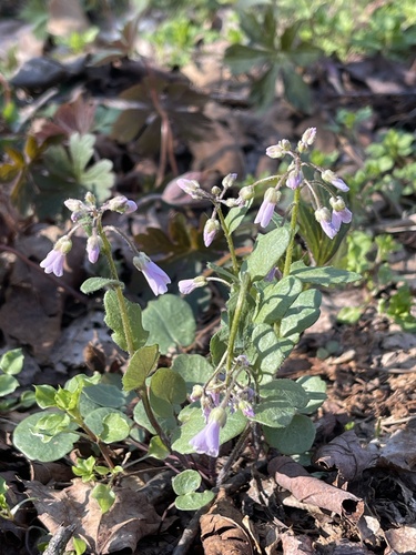 Purple Cress (Cardamine douglassii)