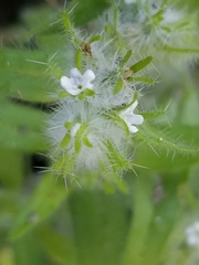 Cryptantha barbigera