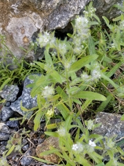 Cryptantha barbigera