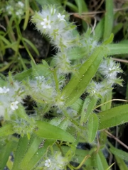 Cryptantha barbigera