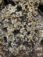 Galeolaria caespitosa