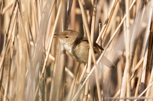 Common Reed Warbler (Acrocephalus scirpaceus), photo 3