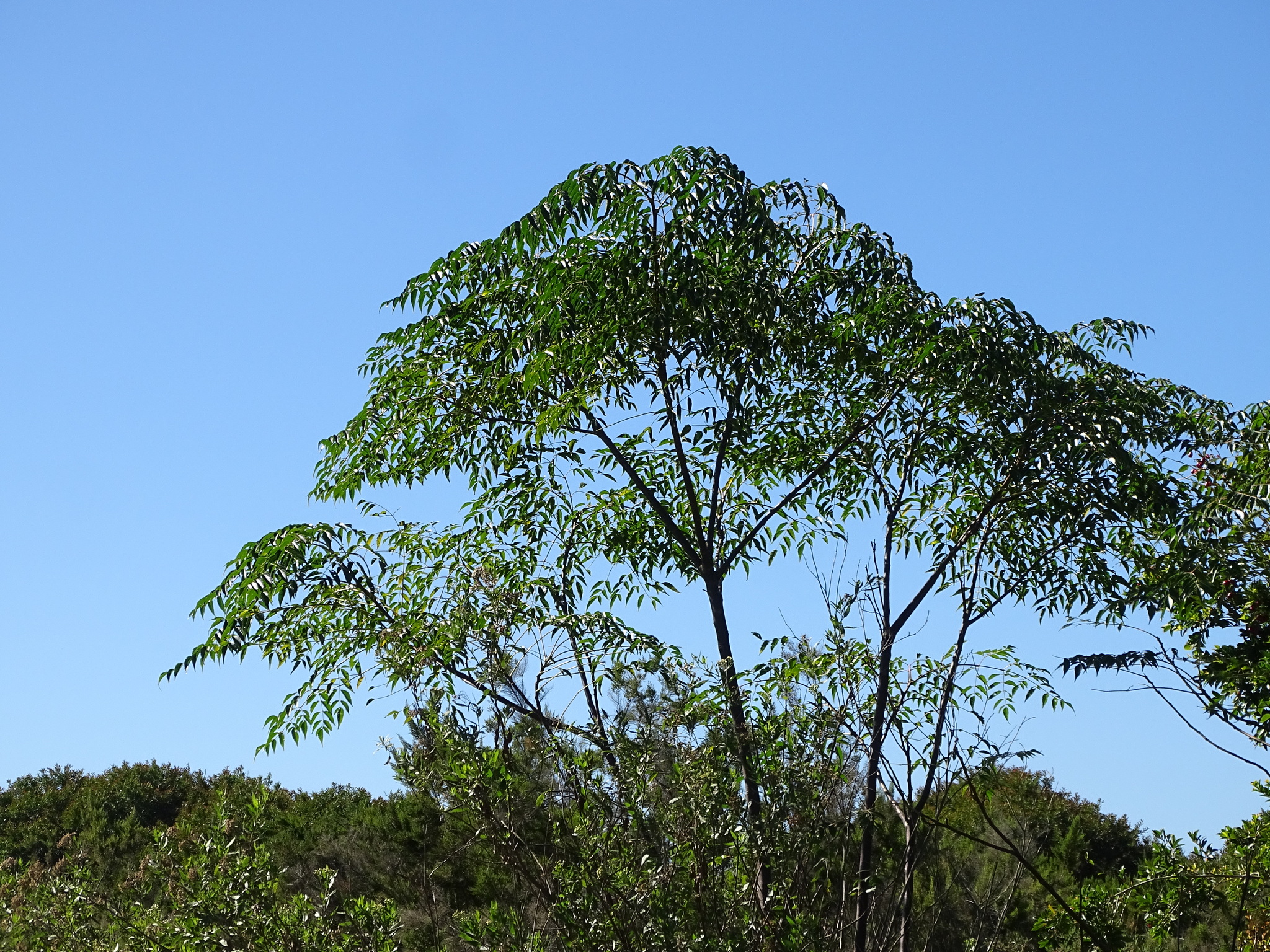 Chinaberry (Melia azedarach)